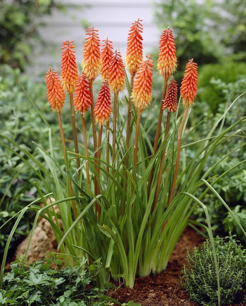 Kniphofia 'Alcazar'